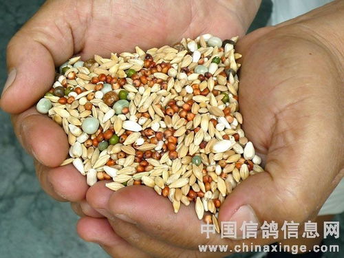 十全十美参加竞翔比赛 饲料的选择策略