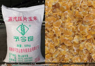 玉米中的长寿因子 金良农业如何通过玉米片饲料推动养殖健康