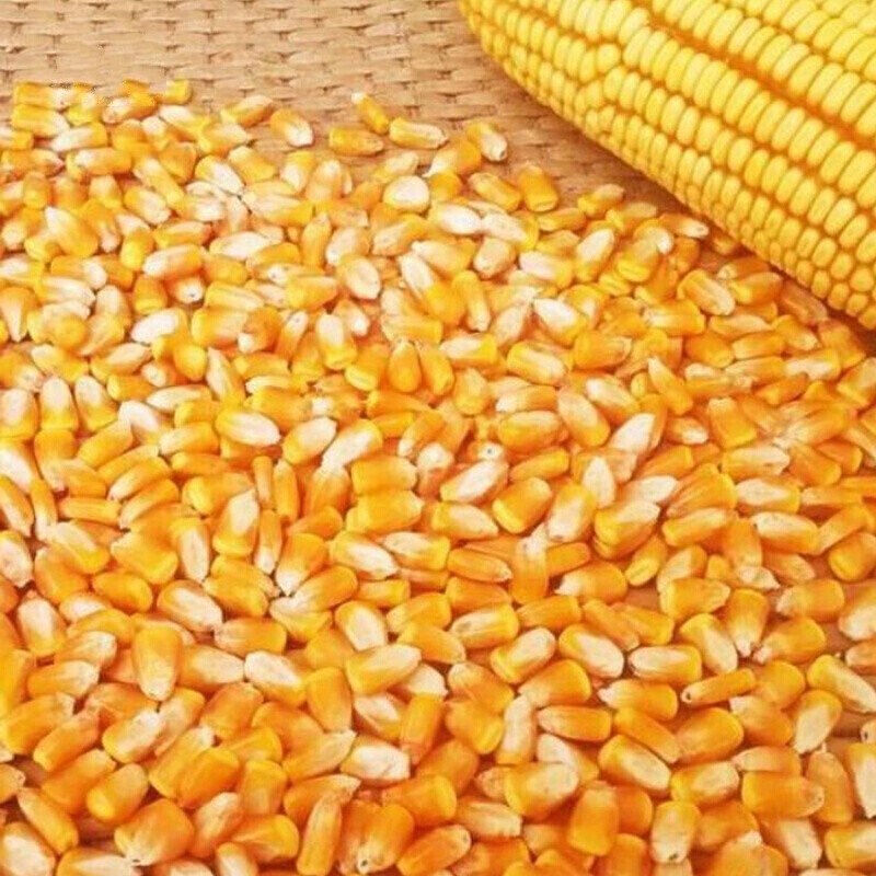 京纯(JINGCHUN)鸡饲料 农家自产的优质饲料选择