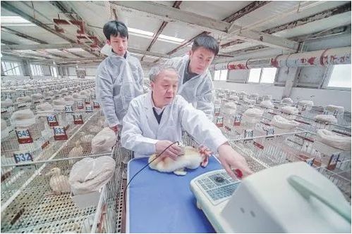 电子耳标试点助推畜牧业智慧转型，饲料安全协同保障